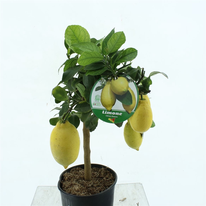 <h4>Citrus Microcarpa Citroen</h4>