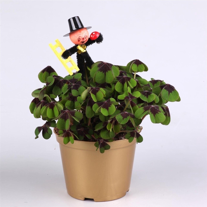 <h4>Oxalis deppei</h4>