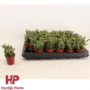 Rhipsalis horrida 5,5cm