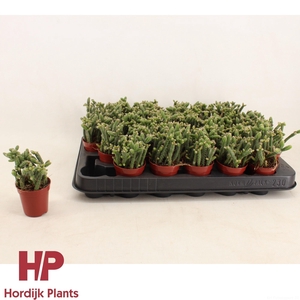 Rhipsalis horrida 5,5cm