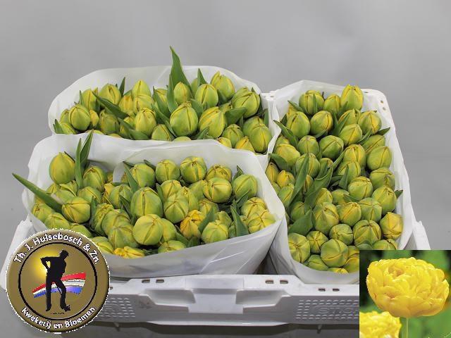 <h4>TU DU YELLOW POMPENE</h4>