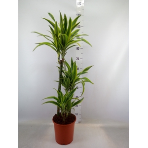 Dracaena fr de 'LemonLime'