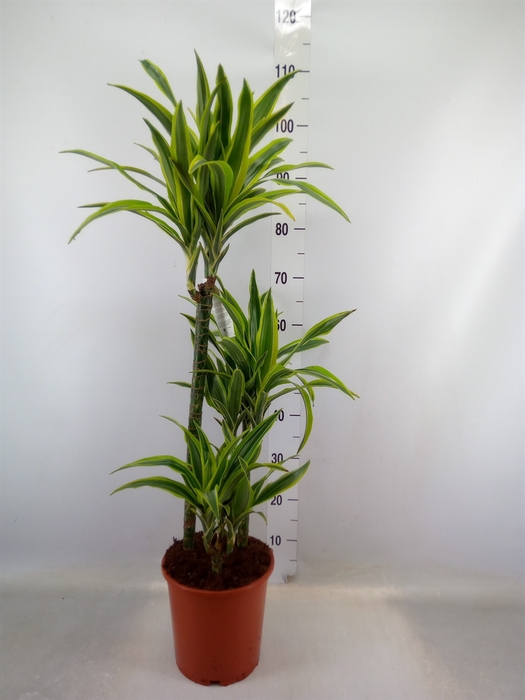 <h4>Dracaena fr de 'LemonLime'</h4>