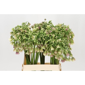 Allium Nectaroscordum Siculum