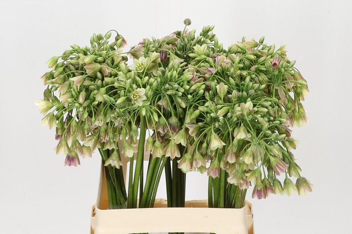 <h4>Allium Nectaroscordum Siculum</h4>