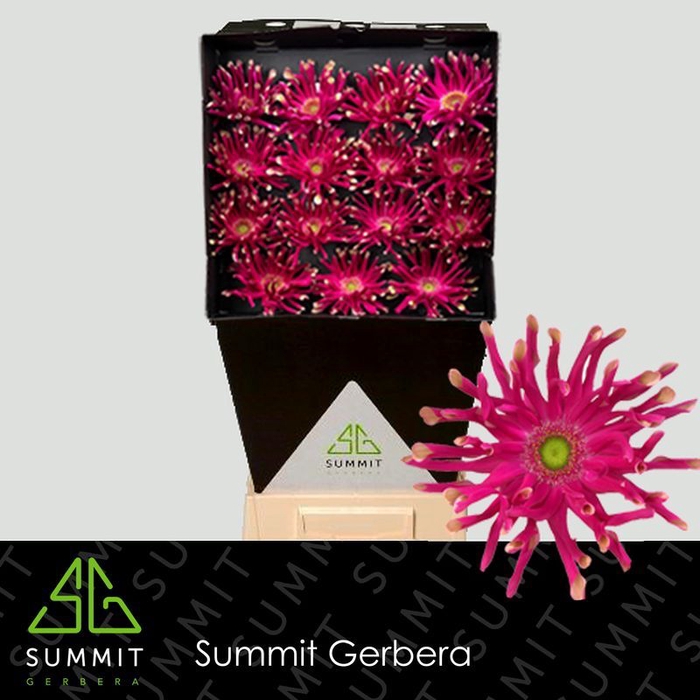 Gerbera Pastini Puglia Diamond