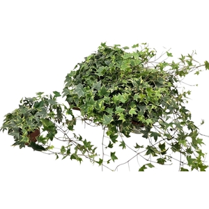 HED HE YELLOW RIPPLE