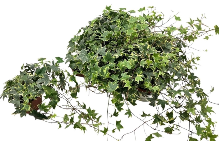 <h4>HED HE YELLOW RIPPLE</h4>