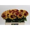 Dahlia Creme de Cognac