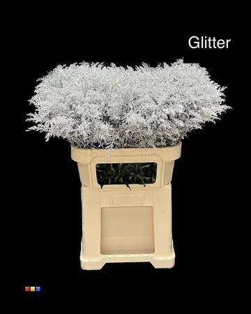 <h4>Solidago Silver + Glit 80cm Bio</h4>