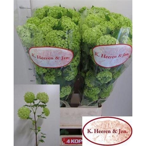Viburnum Roseum St 100cm 4 Hd