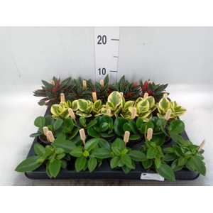 Peperomia   ...mix