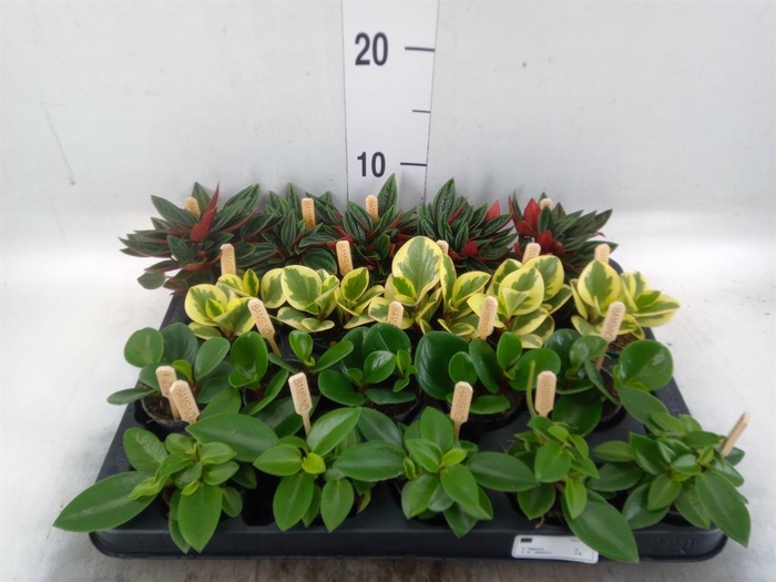 <h4>Peperomia   ...mix</h4>