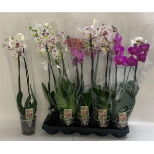 PHAL GEM