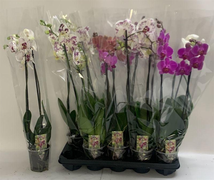 <h4>PHAL GEM</h4>
