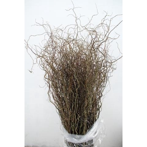 SALIX TORTUOSA 150CM