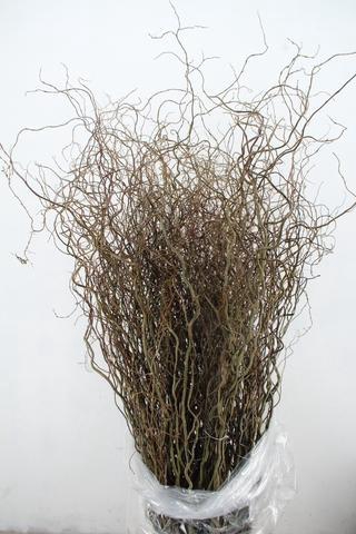 <h4>SALIX TORTUOSA 150CM</h4>