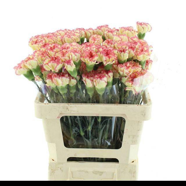 <h4>DI ST LORCA</h4>