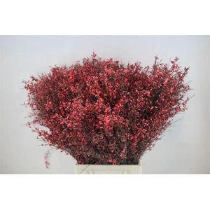 Ginster 400gr Red P Bunch