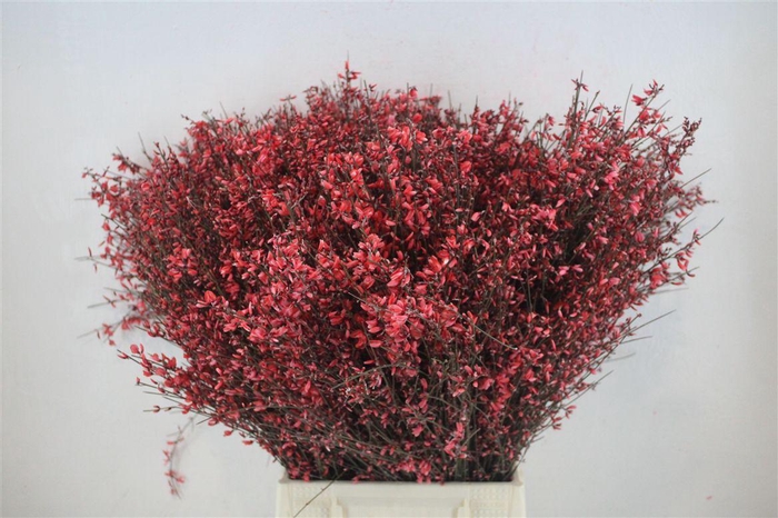 <h4>Ginster 400gr Red P Bunch</h4>