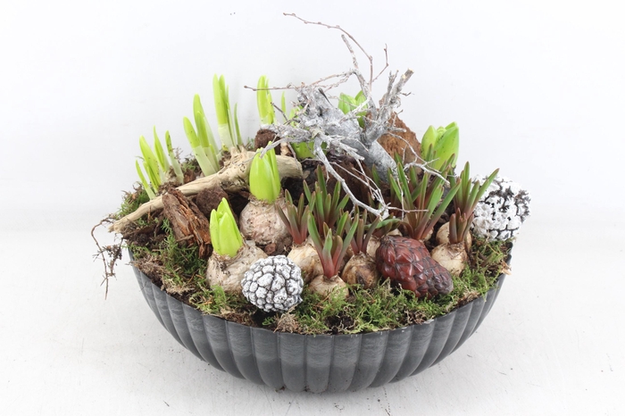 <h4>arr4 Bollenmix VL - Kunstst. ribbel schaal L x2</h4>