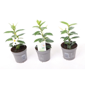 Dipladenia 'Rio' White