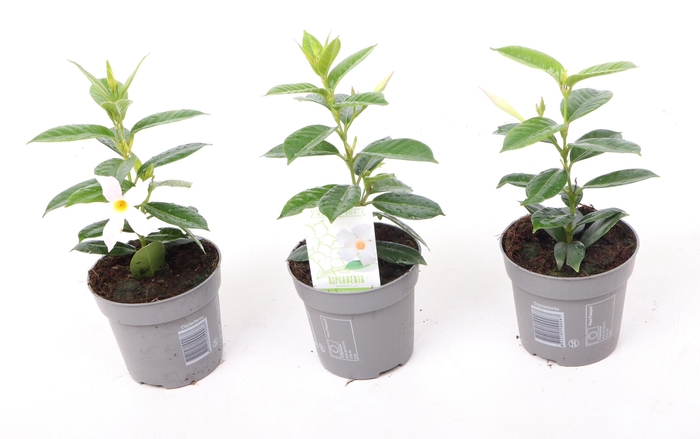 <h4>Dipladenia 'Rio' White</h4>