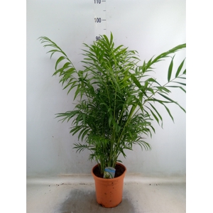 Chamaedorea elegans