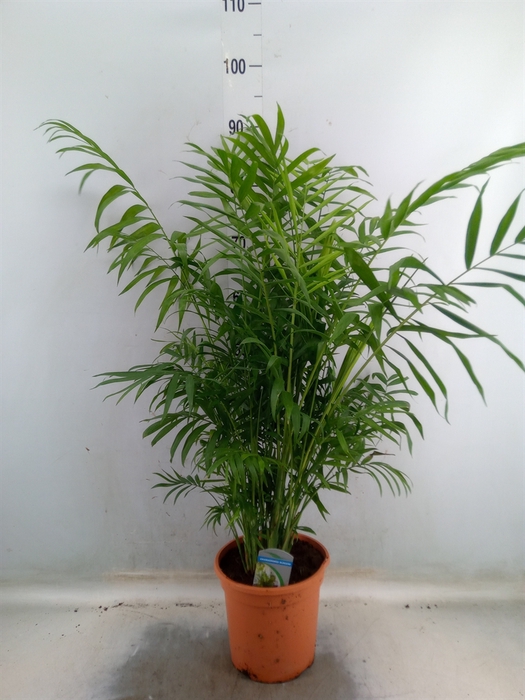 <h4>Chamaedorea elegans</h4>