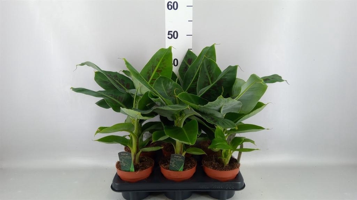 <h4>Musa  'Tropicana'</h4>
