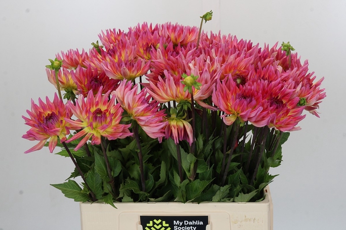 <h4>Dahlia Karma Sangria</h4>