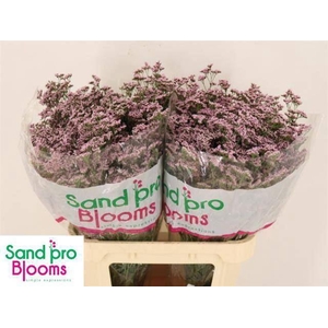 LIMONIUM  'SAFORA OSHI PINK'