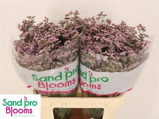<h4>LIMONIUM  'SAFORA OSHI PINK'</h4>