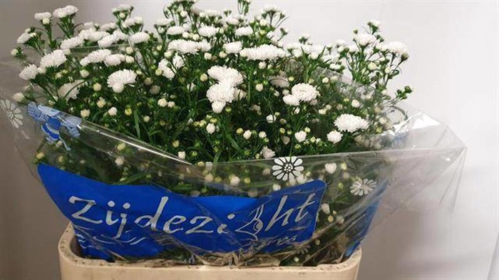 <h4>Ast Cassy Zijdezicht</h4>
