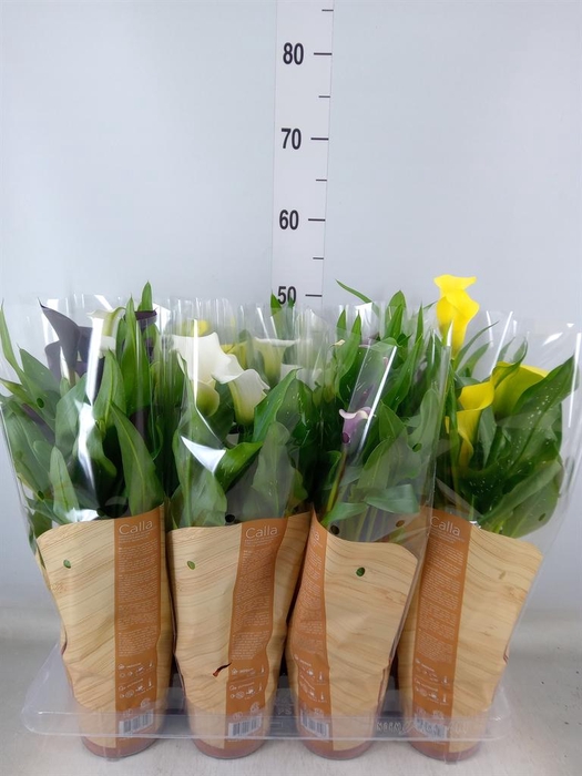 <h4>Clivia miniata</h4>