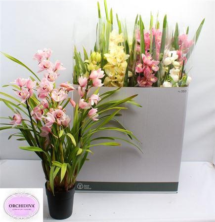 <h4>Cymb Gemengd</h4>