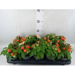 Solanum lycopersicum   ...