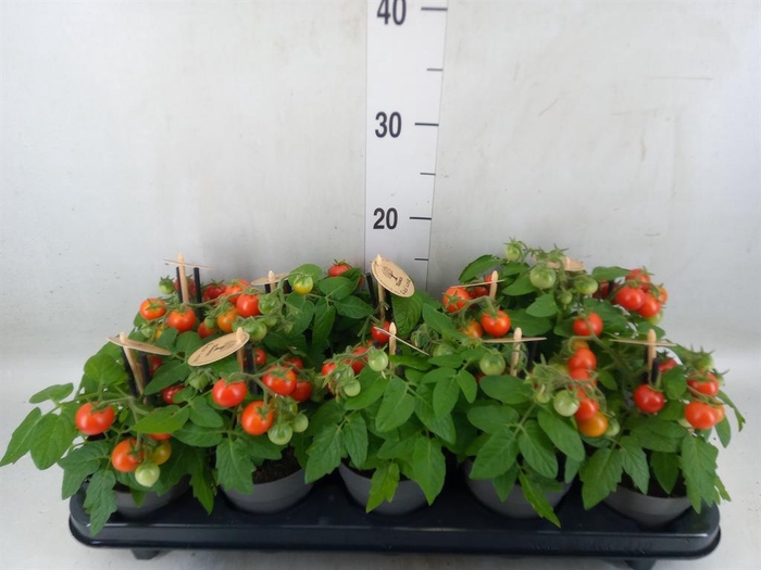 <h4>Solanum lycopersicum   ...</h4>