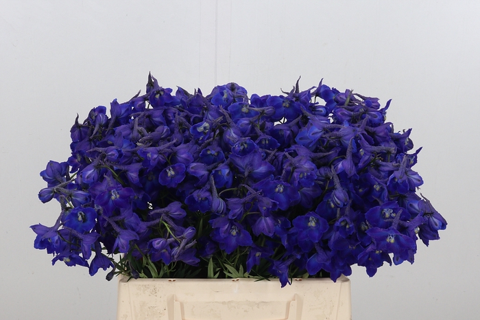 <h4>Delphinium Be Atlantis</h4>