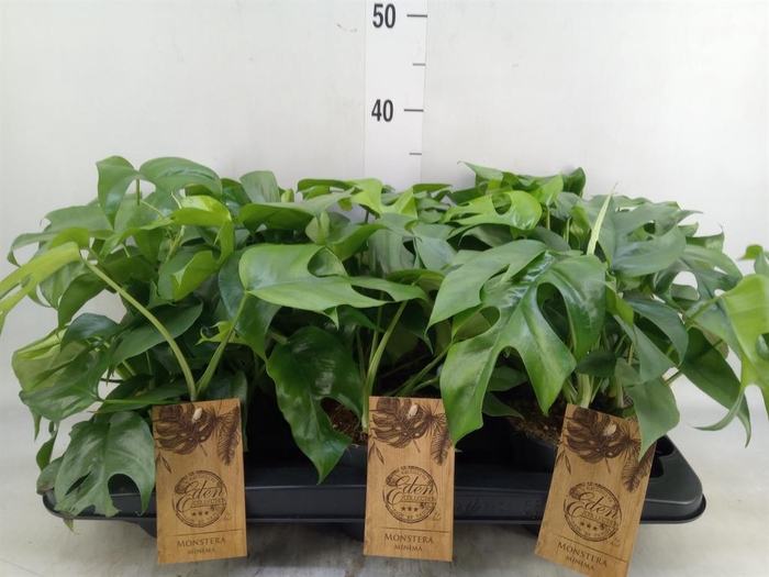 <h4>Monstera   ...</h4>