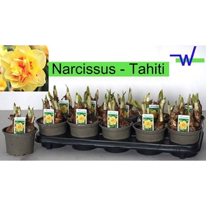 Narcissus Tahiti 12Ø 17cm