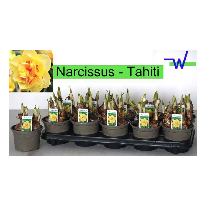 <h4>Narcissus Tahiti 12Ø 17cm</h4>