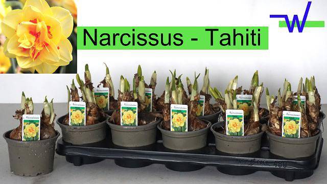 Narcissus Tahiti 12Ø 17cm