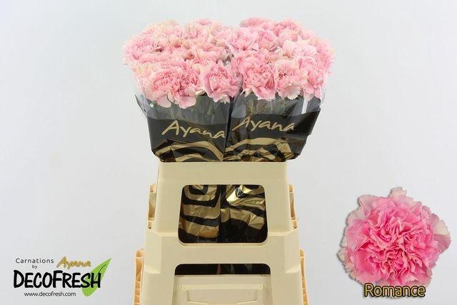 <h4>Di St Romance</h4>