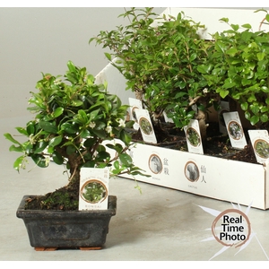 BONSAI GEM