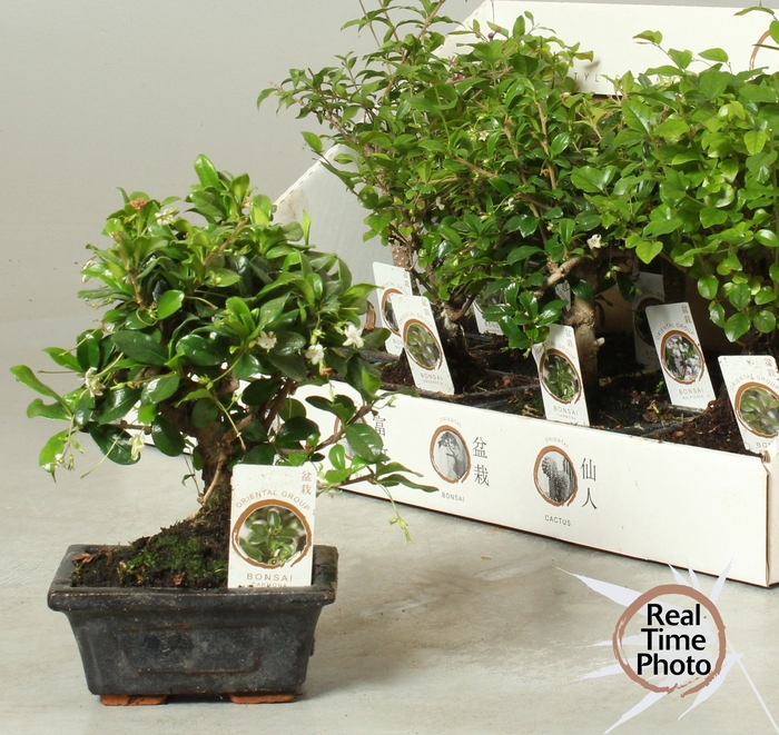 <h4>BONSAI GEM</h4>