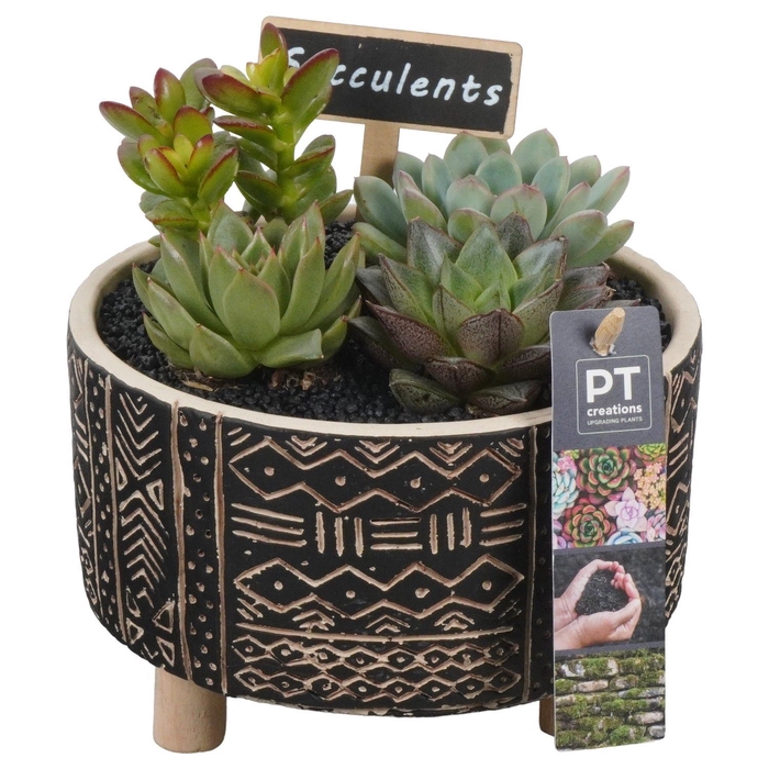 <h4>Arr.  Succulents L%</h4>