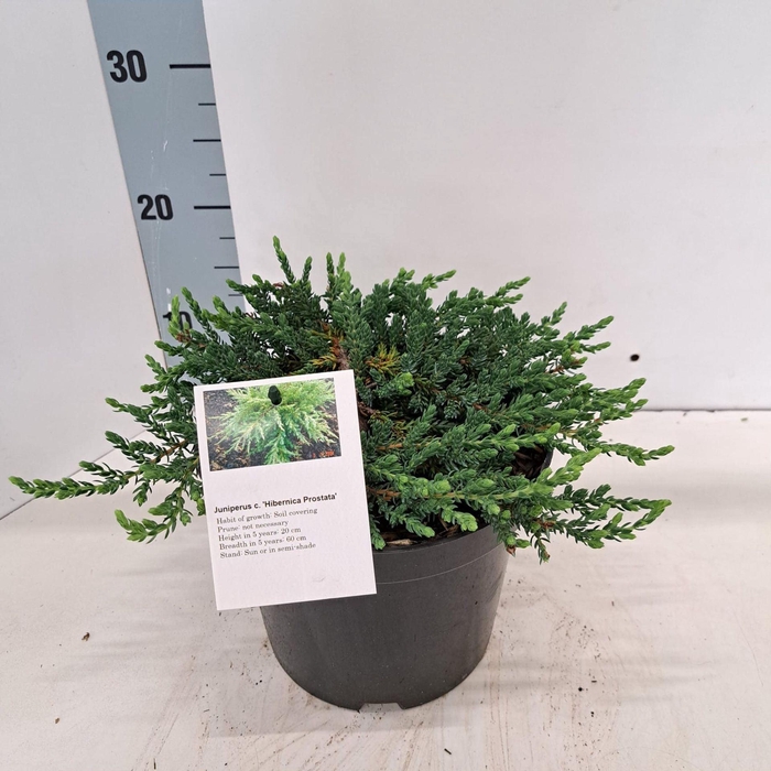 <h4>Juniperus communis Hibernica</h4>