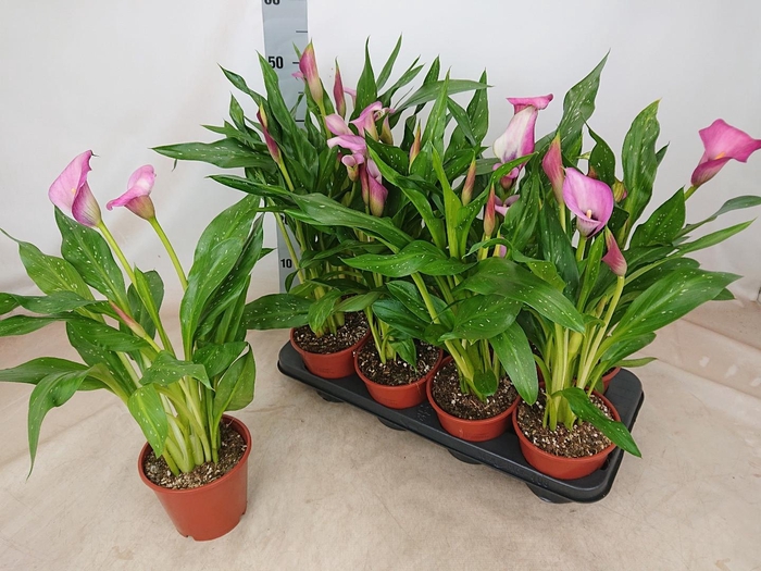 <h4>ZANT CHERRY KISS</h4>