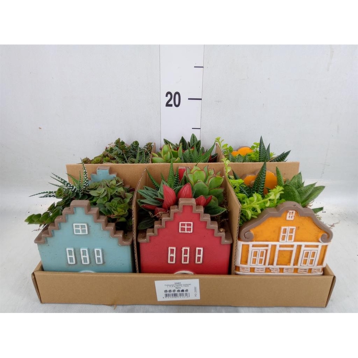 <h4>Arr.   Kamerplant Groen L%</h4>